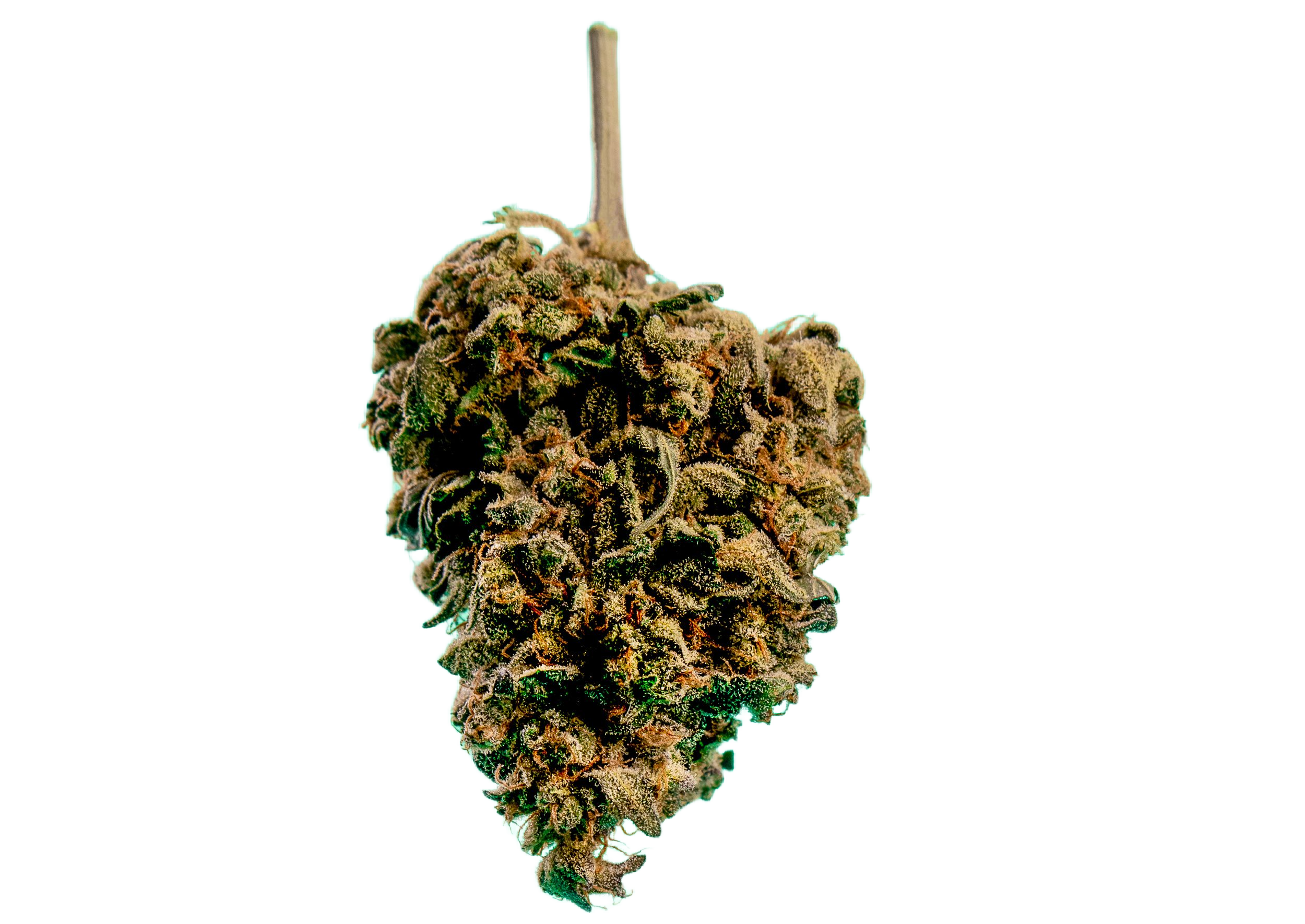 envato-labs-image-edit (69)